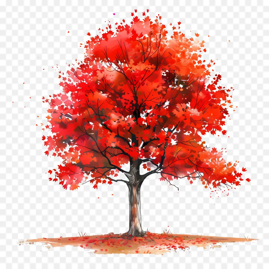 клен，красное дерево PNG