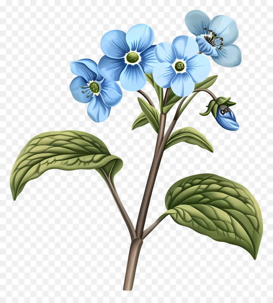 забудьте меня не цветок，Голубой цветок PNG