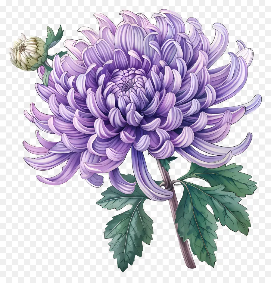фиолетовый хризантема，Хризантема PNG