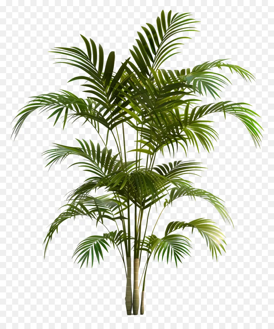 пальма ареки，пальму PNG