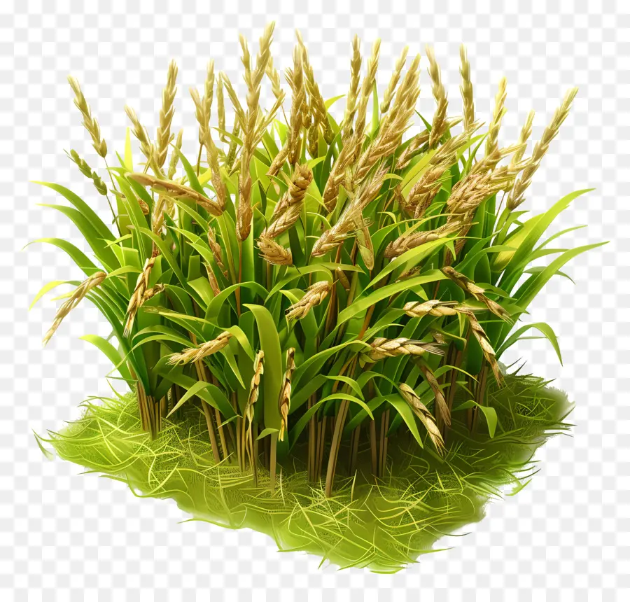 Пэдди урожай，рисовые растения PNG