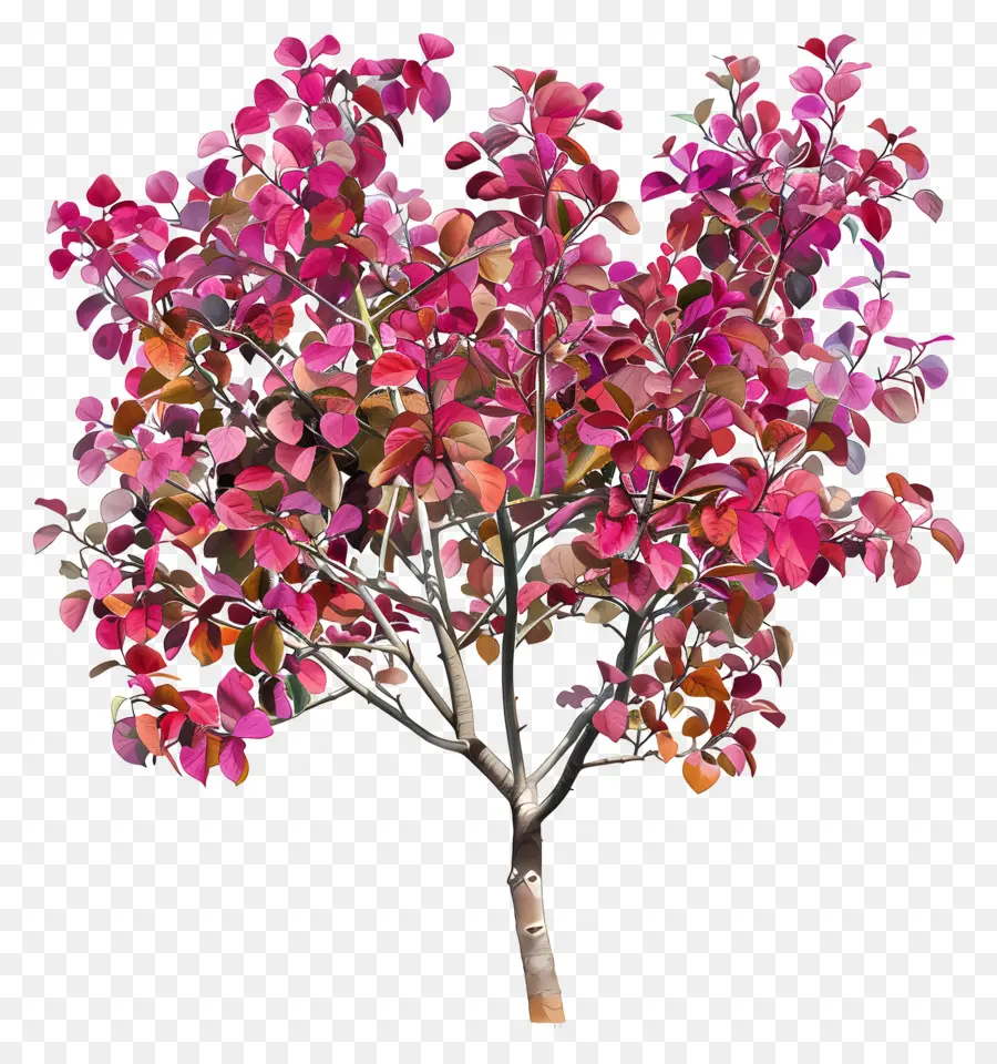 Дерево Иуда Осень，розовое дерево PNG
