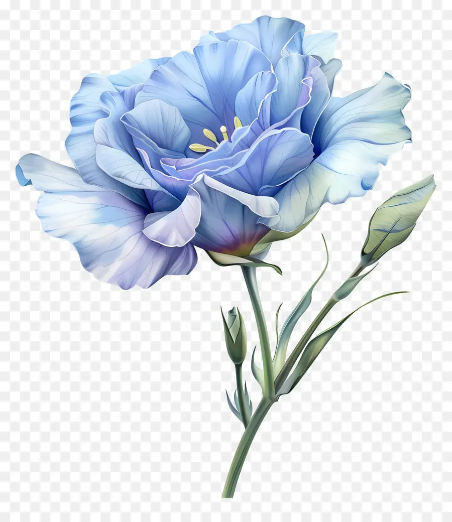 Синий лизиант цветок，Синяя цветочная картина PNG