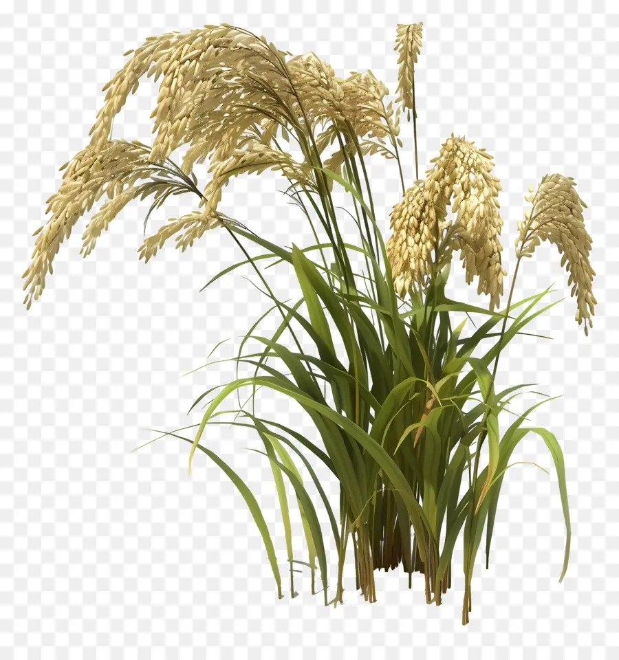 растение риса，Завод PNG