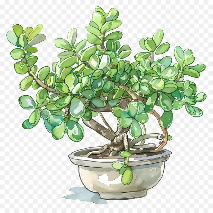 Ripple Jade Plant，Bonsai Plant PNG