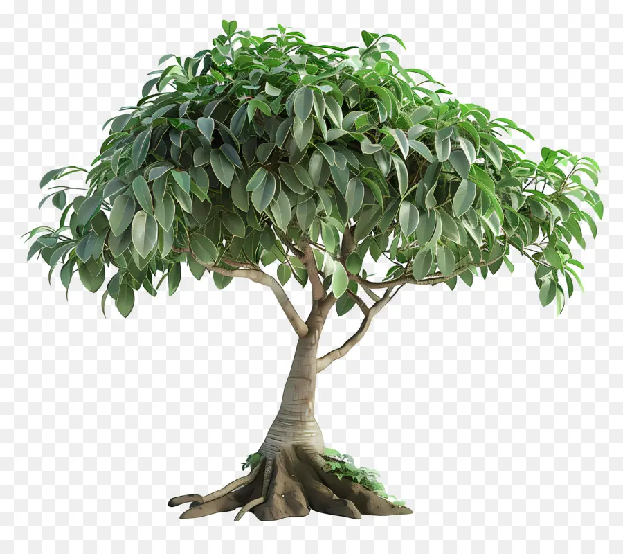 Пальмовое пальмовое дерево，небольшое дерево PNG
