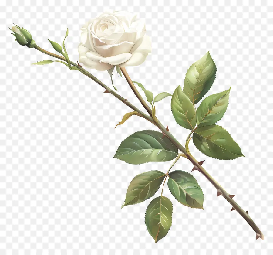 Белая Роза，цветок PNG