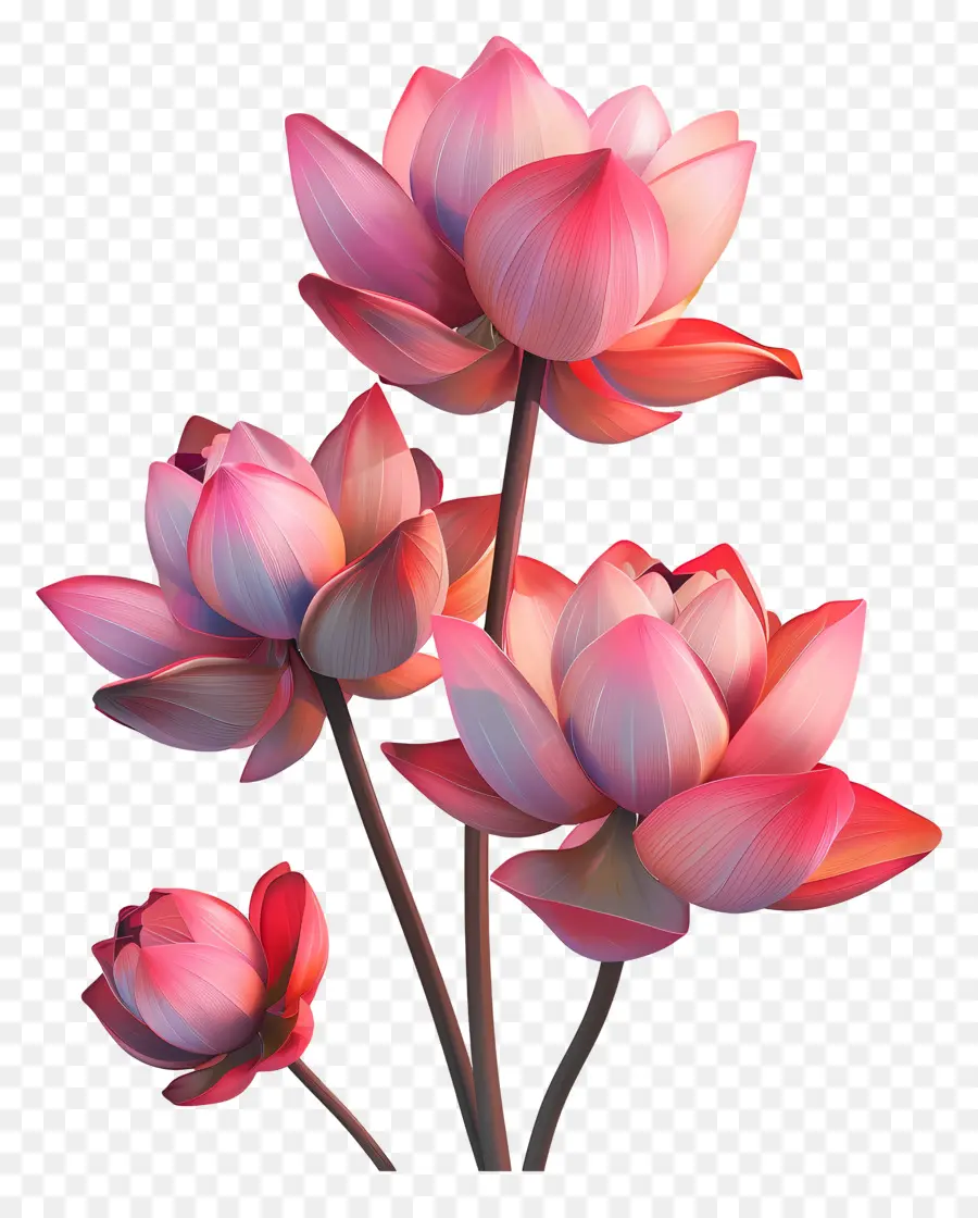 цветы лотоса，Цветок Лотоса PNG