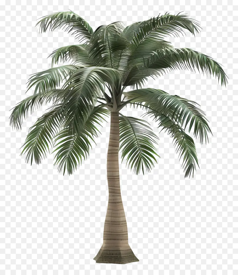 Дерево ладонь，пальму PNG
