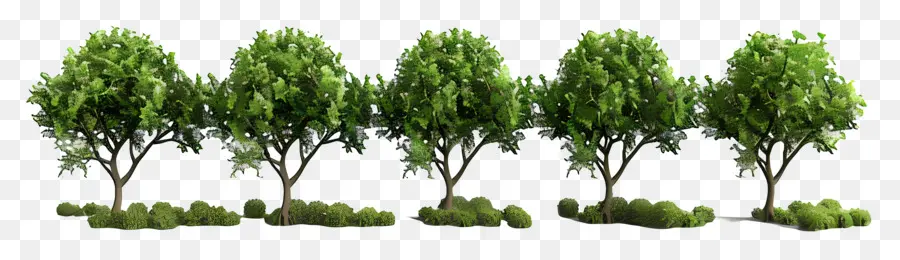 деревья，зеленый PNG