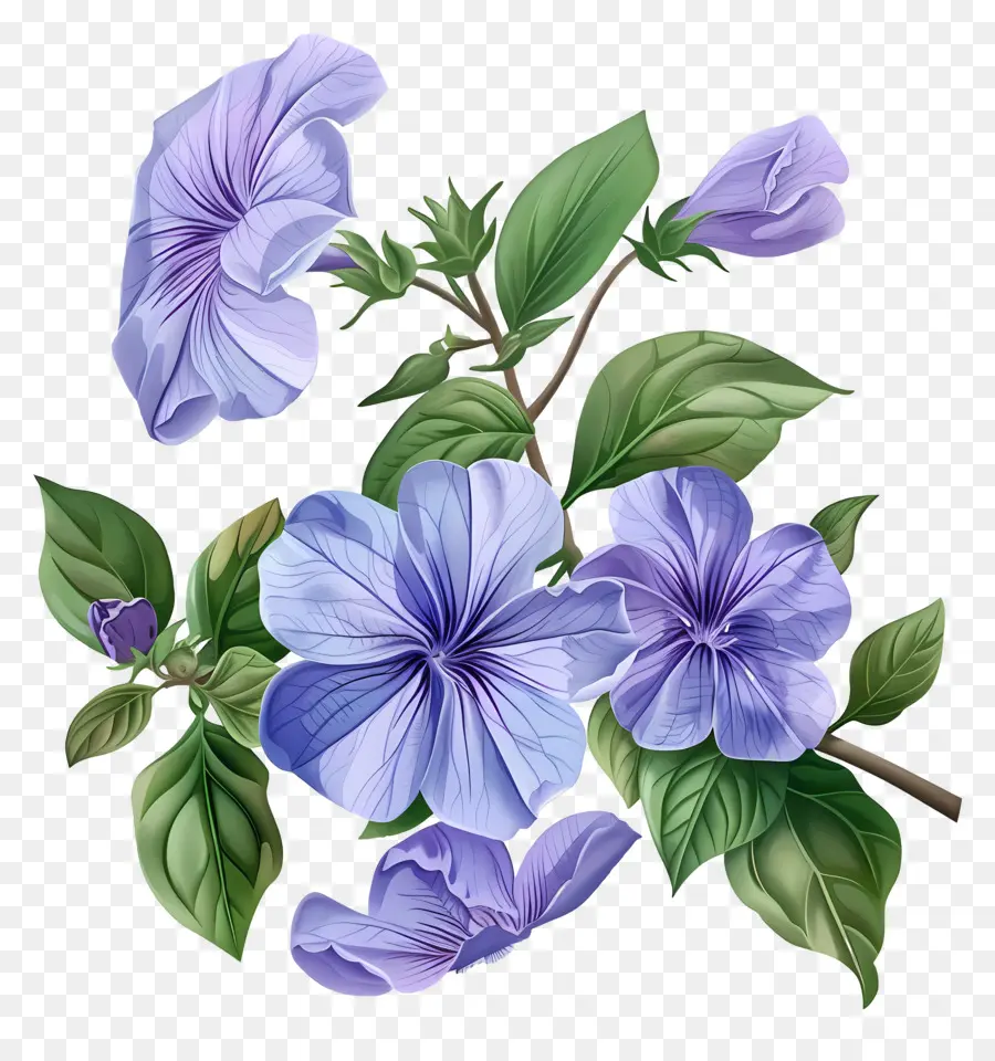 ПЕРИВИНКЛ ЦВЕТЫ，синие цветы PNG