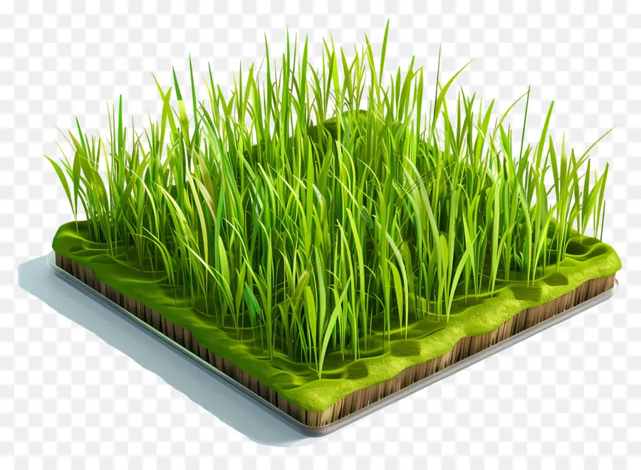 рисовые，зеленое поле PNG
