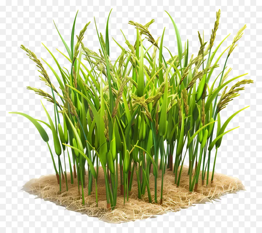 Пэдди урожай，зеленая трава PNG