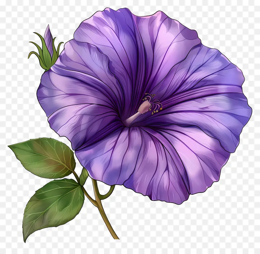 фиолетовый утренняя слава，фиолетовый цветок PNG
