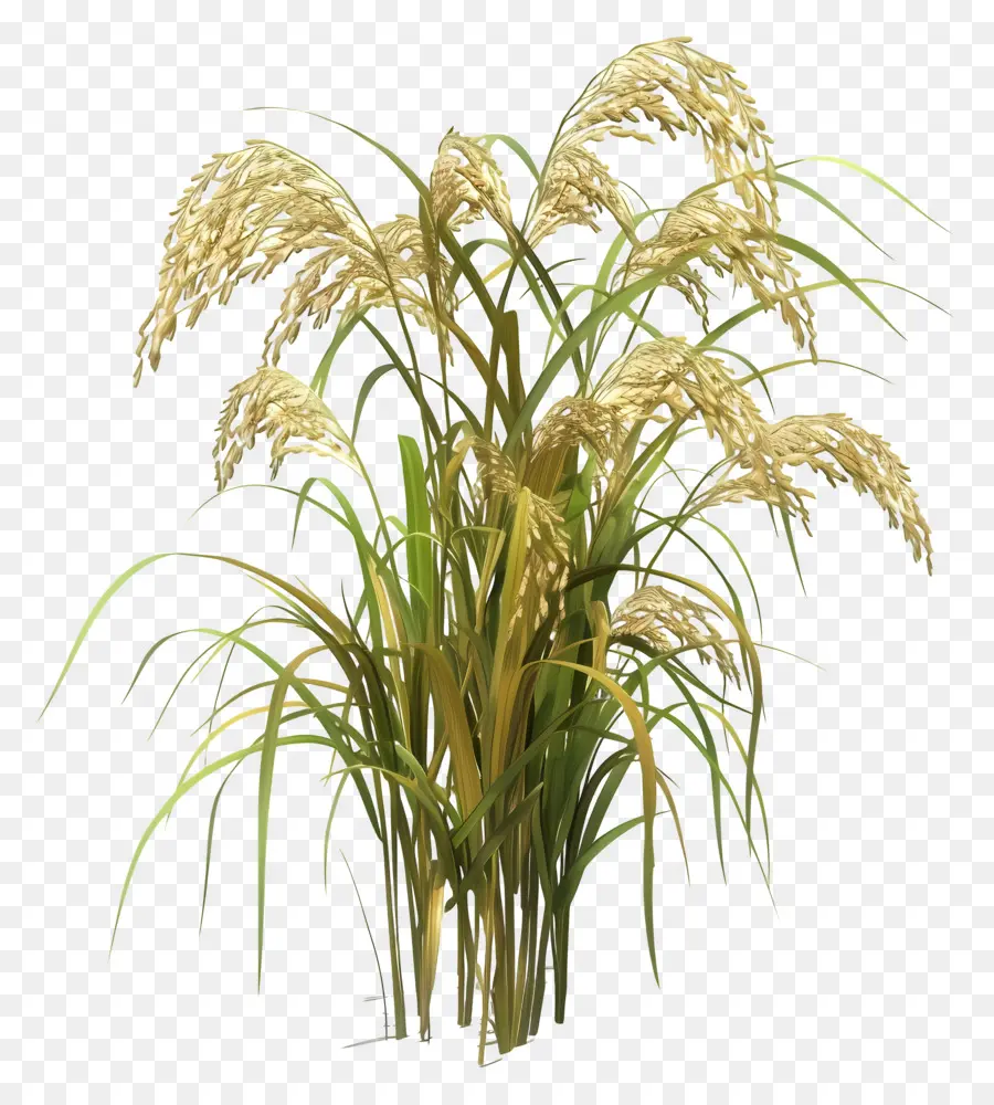 растение риса，коричневое растение PNG