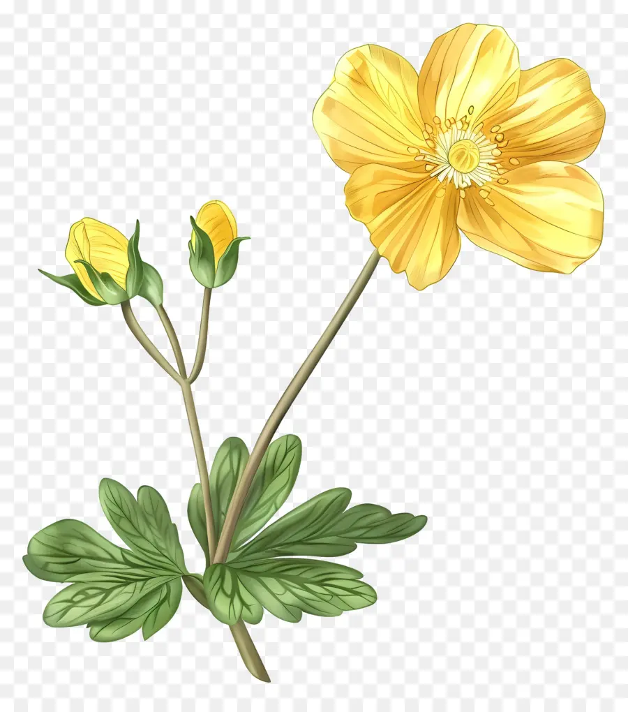Лютик цветок，Желтый анемон цветок PNG