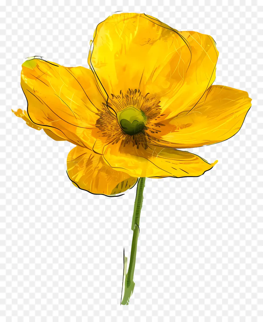 Лютик цветок，Желтый мако цветок PNG