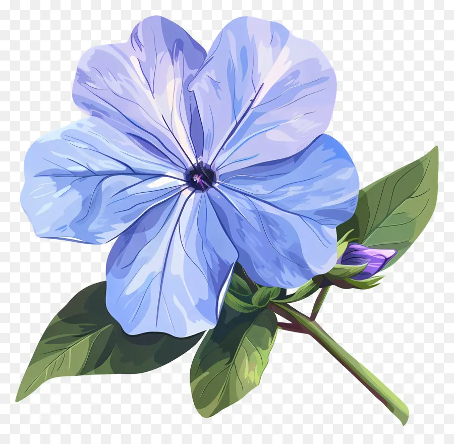 цветок Перинкля，Голубой цветок PNG