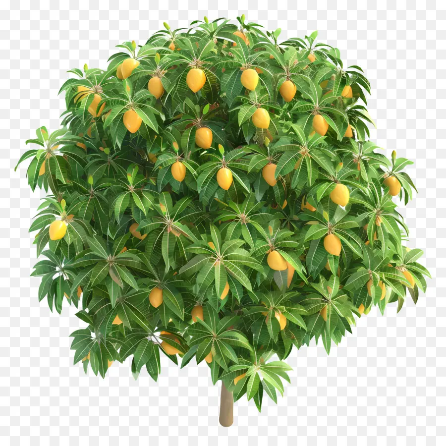 дерево манго，Дерево PNG