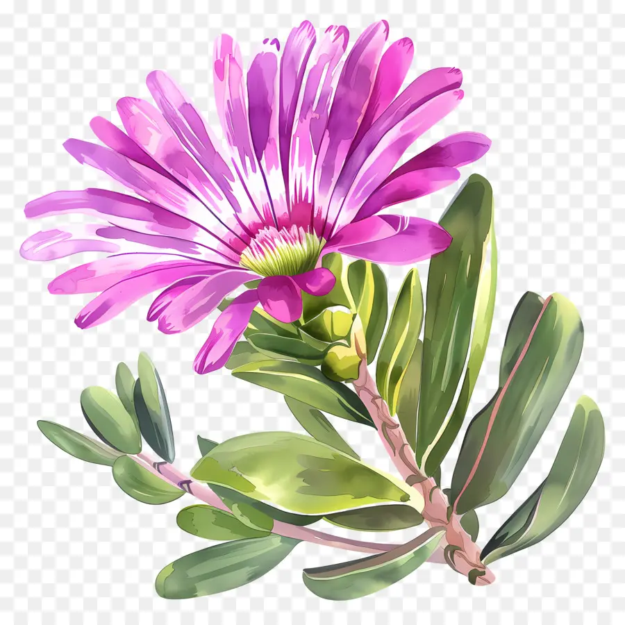 ледяное растение цветок，акварельная живопись PNG