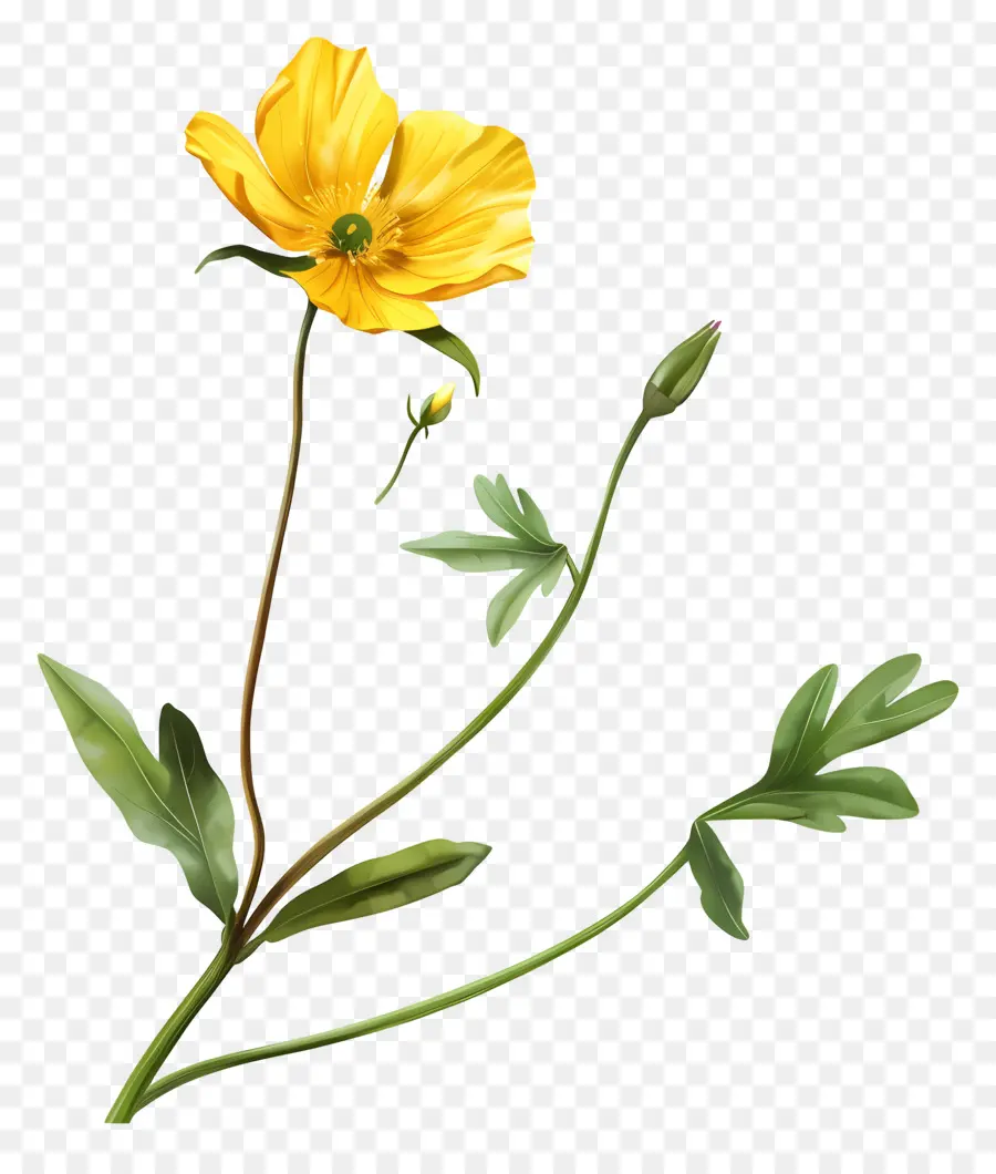 Лютик цветок，цветок PNG