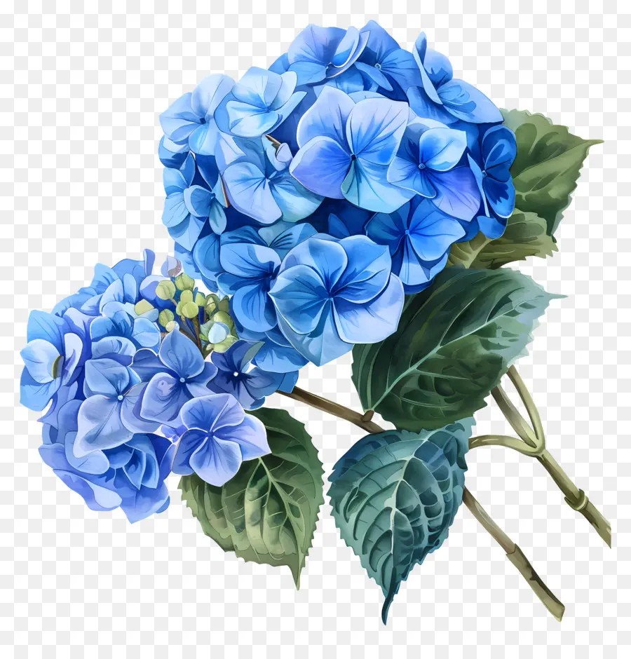 синий Гортензия，Голубые цветы гидранта PNG