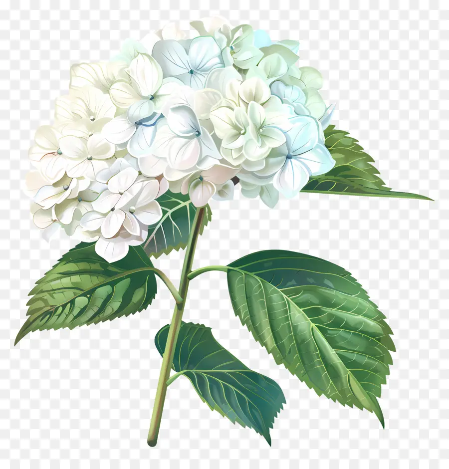 Маленькая красотка гортензии，белый цветок PNG