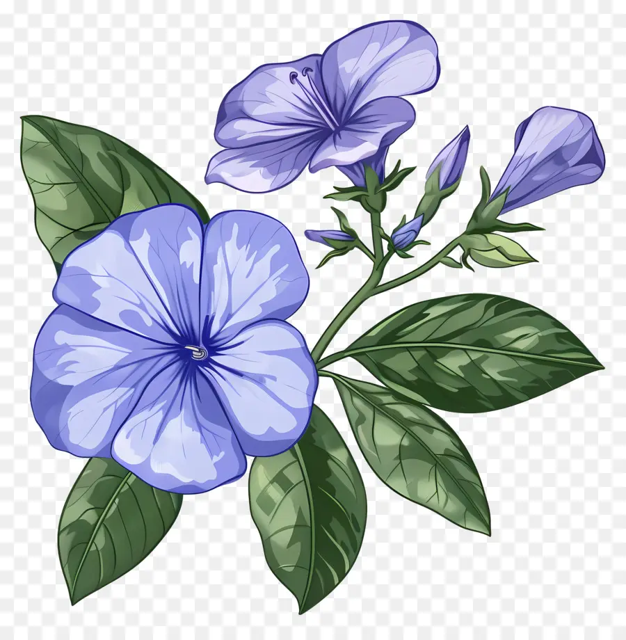 цветок Перинкль，Голубой цветок PNG