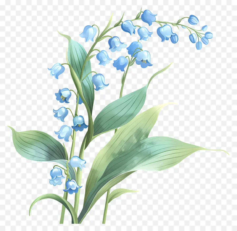 Ландыш，синие цветы PNG