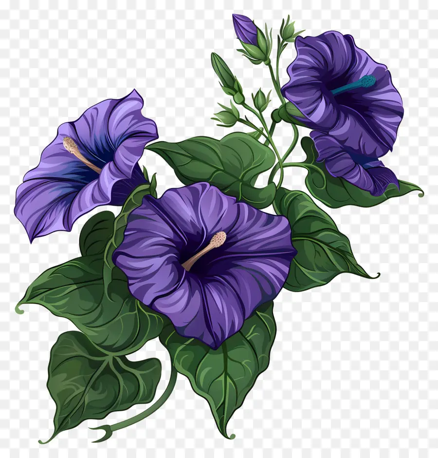 фиолетовый утренняя слава，фиолетовые цветы PNG