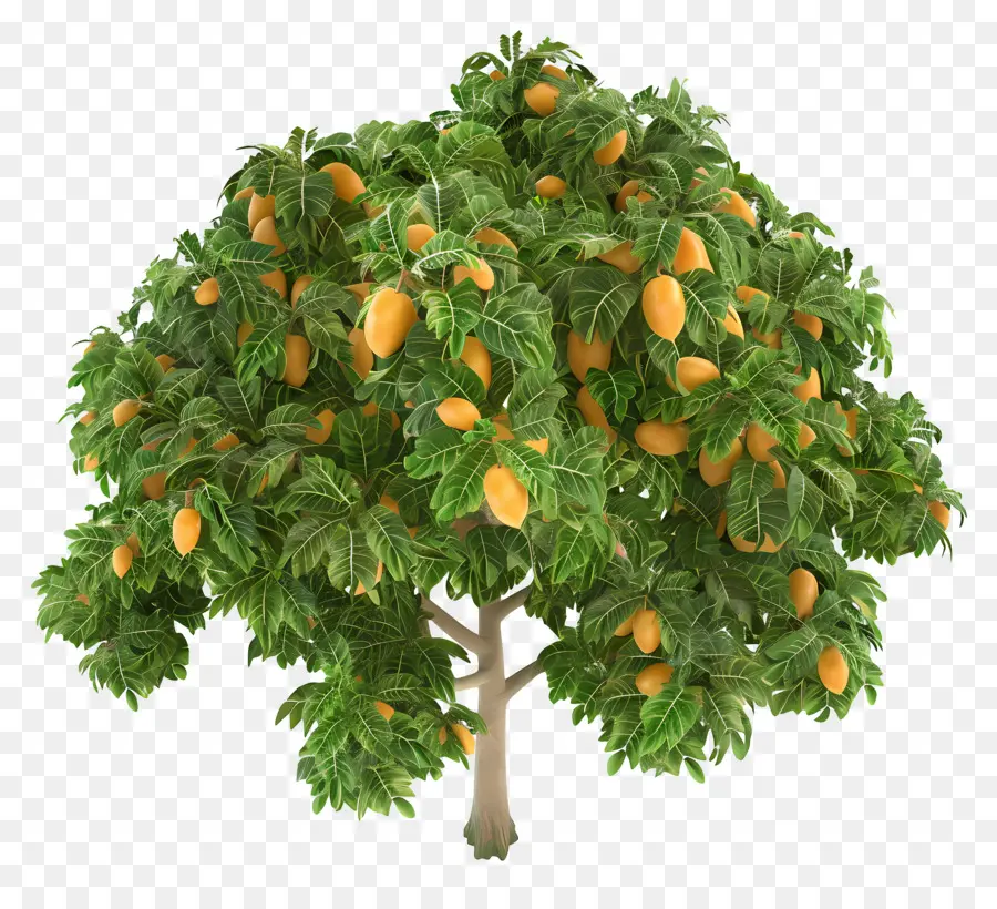 дерево манго，апельсиновое дерево PNG