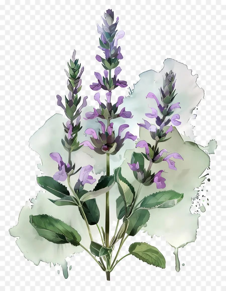 Мудрец Цветок，фиолетовый мудрец PNG