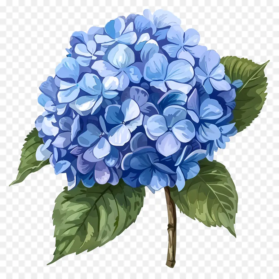 синий Гортензия，синий цветок гидранта PNG