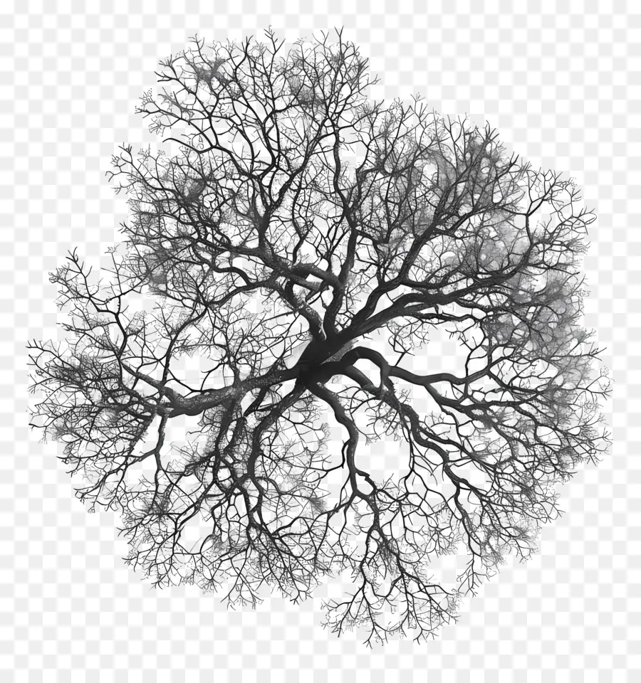 отрывочный вид верха дерева，Дерево PNG