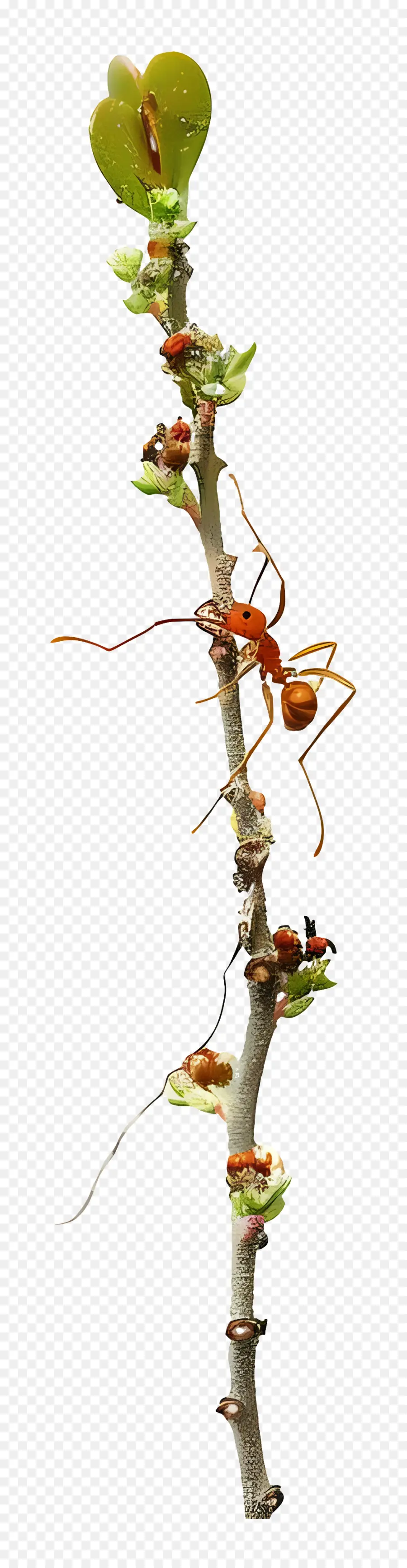 муравей，насекомые PNG