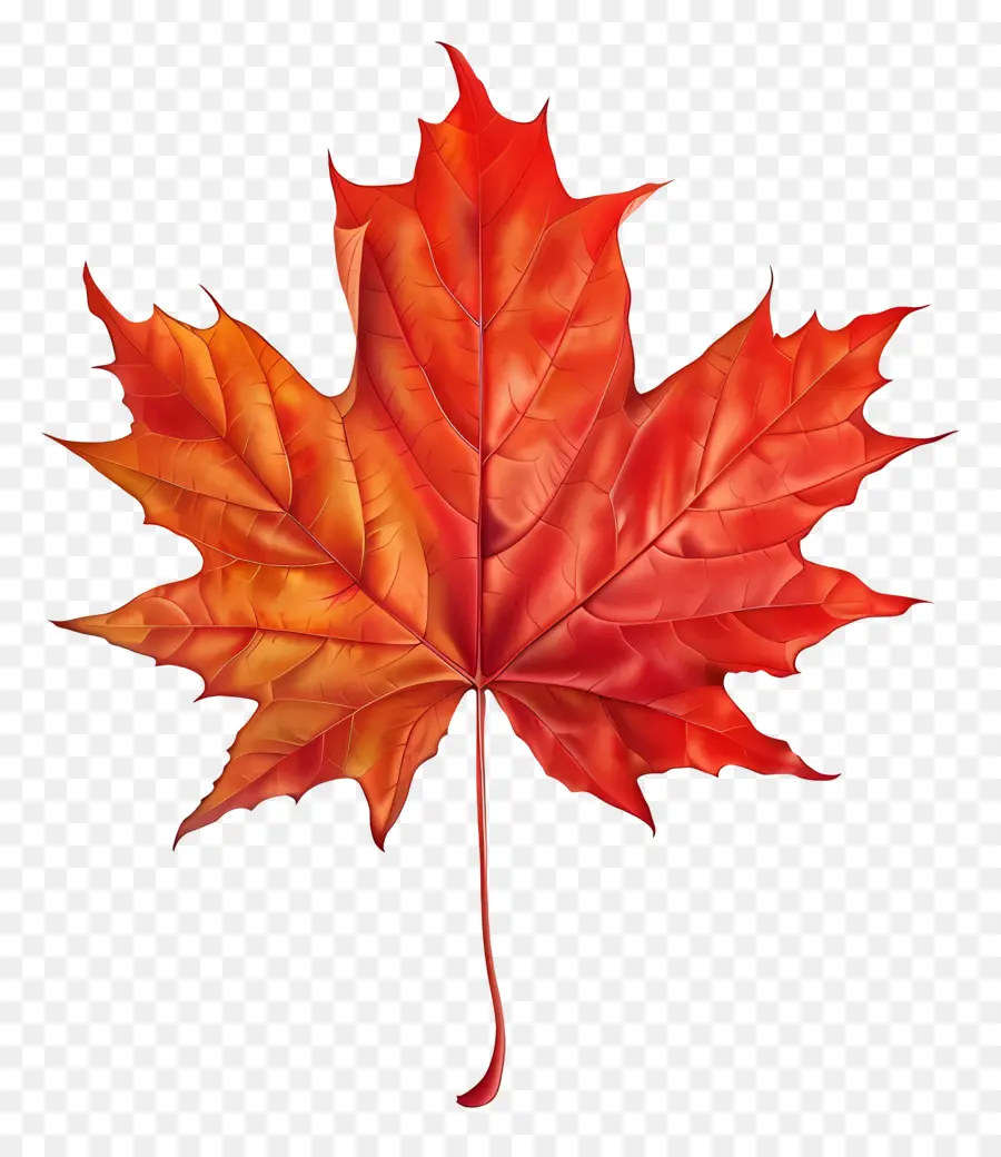 кленовый лист，Канада PNG