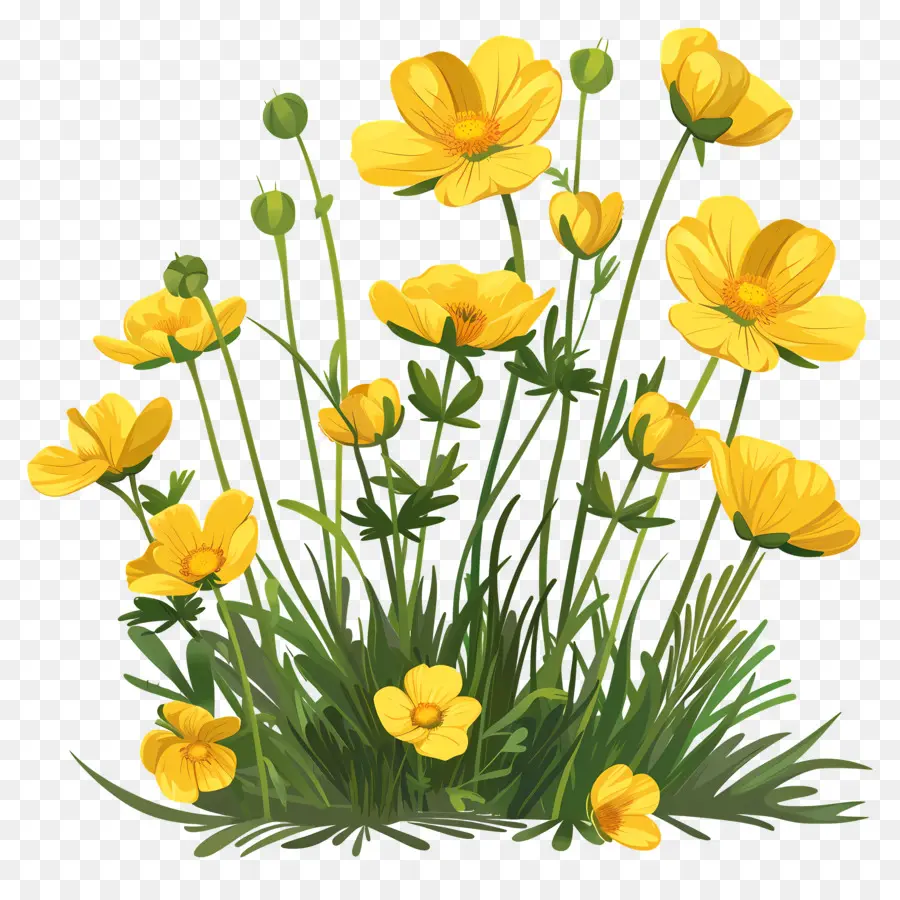 Лютик цветок，желтые цветы PNG