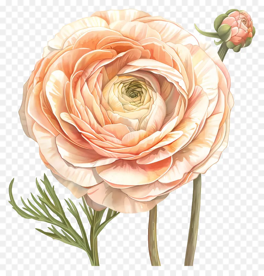 лютик цветок，розовый апельсин PNG