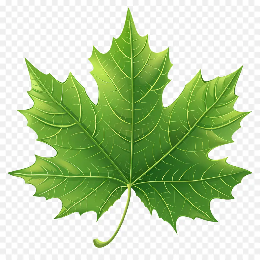 кленовый лист，зеленый лист PNG