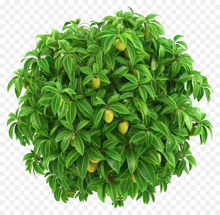 дерево манго，желтые фрукты PNG
