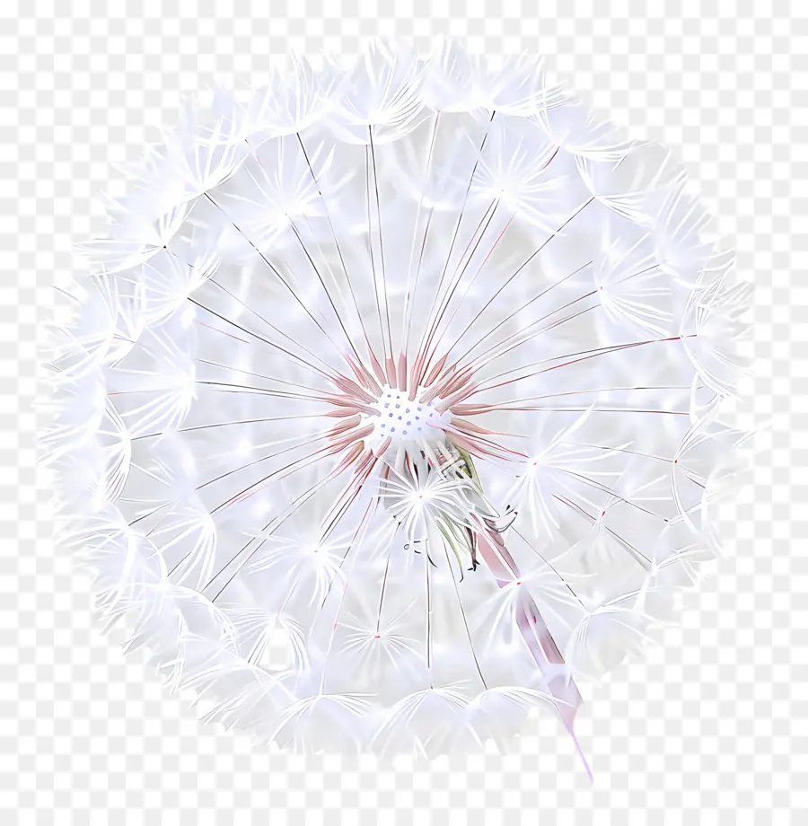 одуванчик，цветок PNG