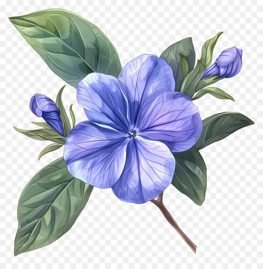 цветок Перинкль，Голубой цветок PNG