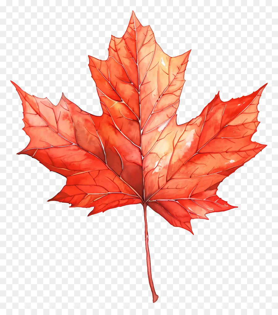 кленовый лист，Канадский Кленовый Лист PNG