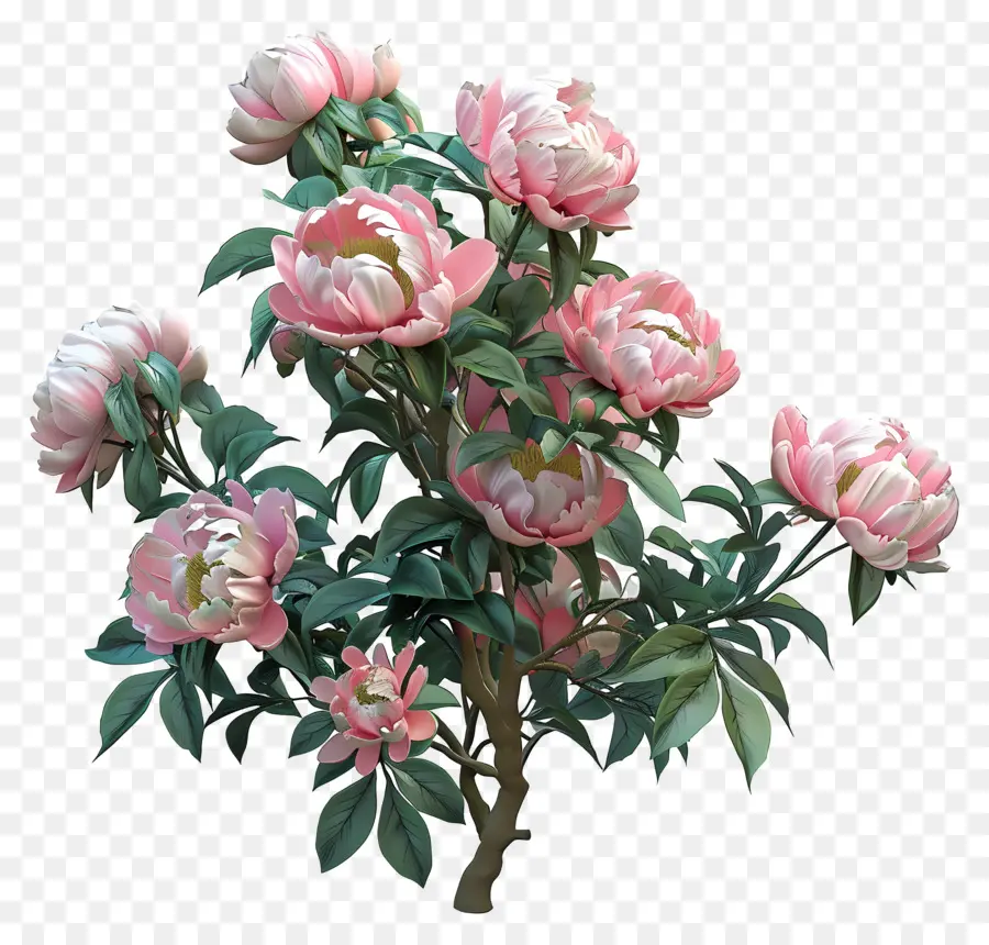 Пион Буш，розовые пионы PNG