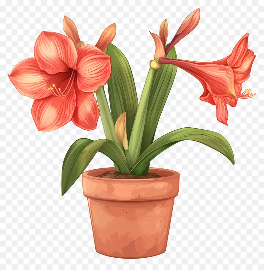 Корт цветок Амариллис，Цветок Амариллис PNG