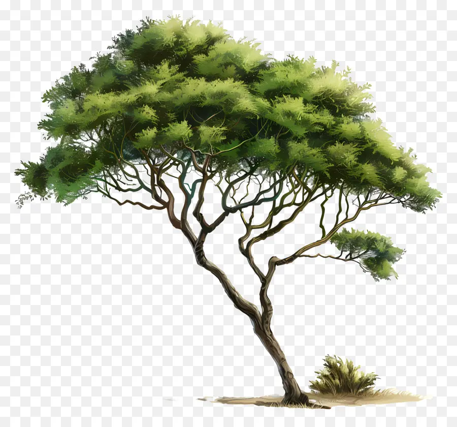 дерево акации，пустыня PNG
