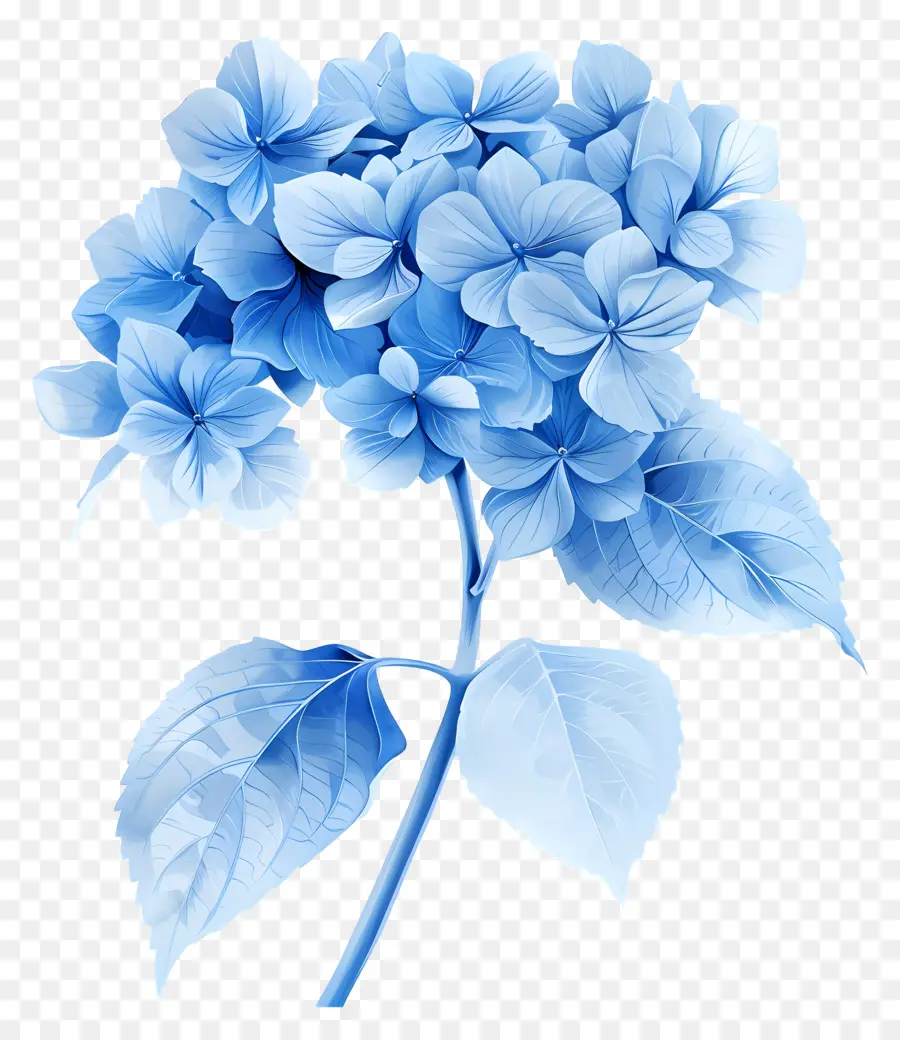 синий Гортензия，Голубой цветок PNG