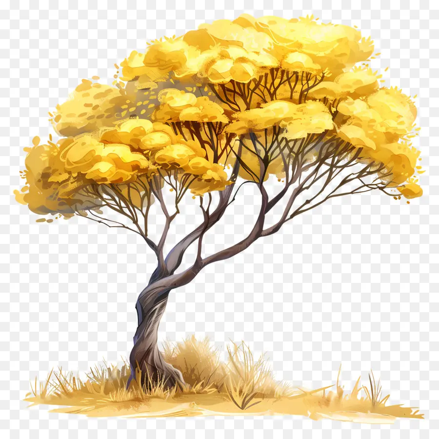дерево акации，желтый дерево PNG