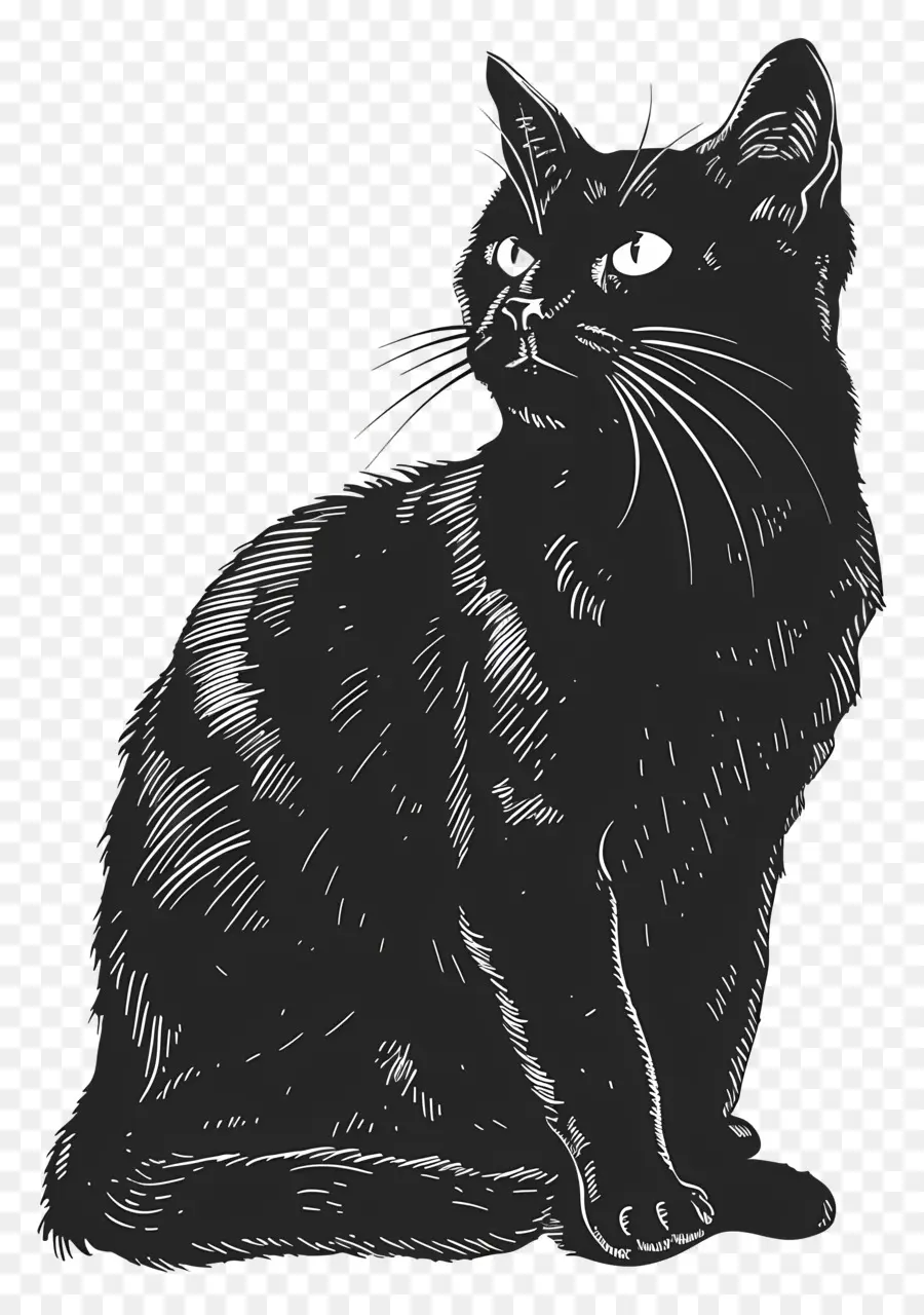 кошка，черный и белый PNG