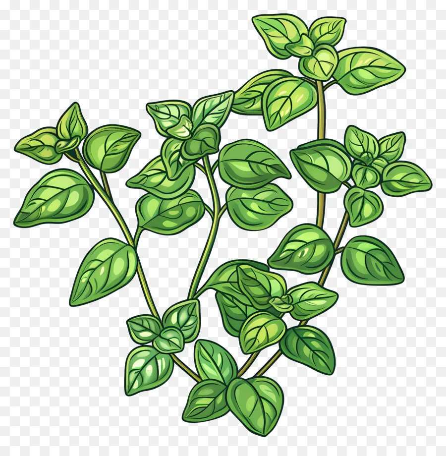 орегано，Листовое зеленое растение PNG
